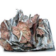 motiv-4-buecherblumen