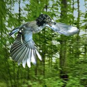 Buchprojekt Waldmaerchen – Innenseiten.indd