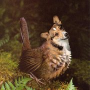 Buchprojekt Waldmaerchen – Innenseiten.indd