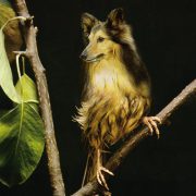 Buchprojekt Waldmaerchen – Innenseiten.indd